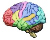 Brain